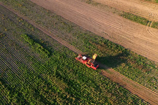 Photo of Aerial view of the Potato Harvester at Seasonal harvesting of potatoes from field. Agricultural Potato Combine Harvester at field.