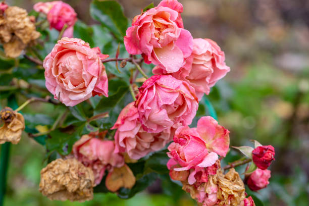 istock Rose bud hit by first autumn frost 1341651729