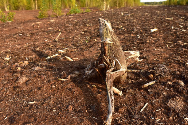 istock Landscape on peatlands where being development of the peat. 1341652247