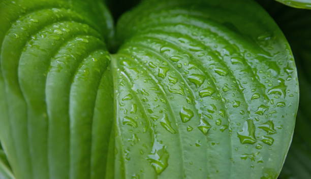 istock Nature green leaves with raindrop background texture 1341652334