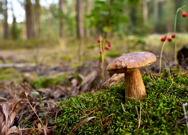 istock Pine Bolete in moss at forest. 1341652412