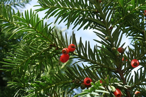 Close shot of red berries of common yew in October