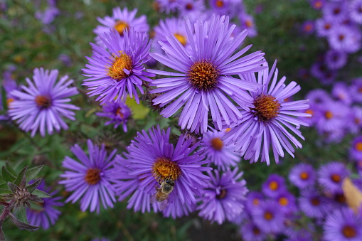 Purple flowers of Symphyotrichum novae-angliae with bee in October