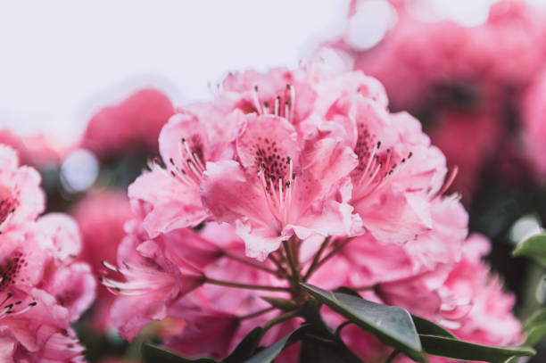 istock Shrubs in bloom of Pink Rhododendron 1341653919