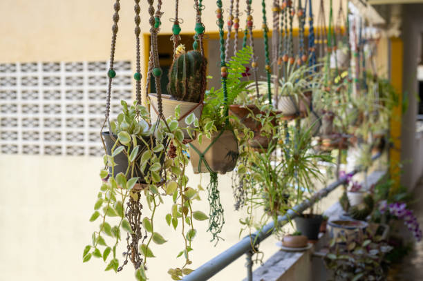 istock Collection of hanging green plants 1341654577
