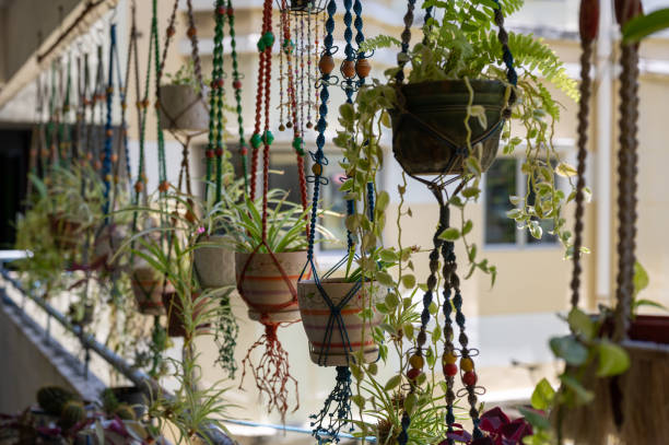 istock Collection of hanging green plants 1341654579