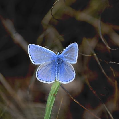 Splendid blue butterfly named Azure or common blue seen in France. It seems to be mistaken for a flower.