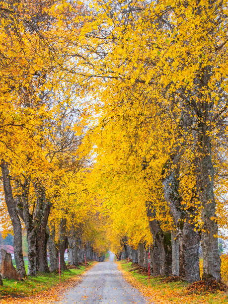 istock Idyllic tree avenue with beautiful autumn colours on the trees 1341655332