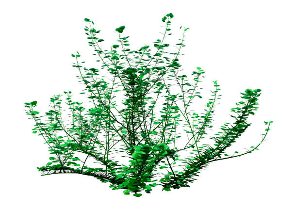 istock 3D illustration common chickweed plant on white 1341655816