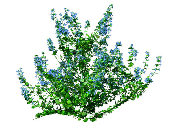 istock 3D illustration speedwell plant on white 1341655836