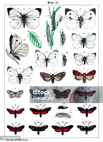 istock Butterflies on white background 13 , color illustrations 1341656679