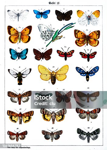 istock Butterflies on white background 15 , color illustrations 1341656782