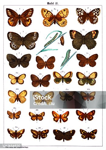 istock Butterflies on white background 17 , color illustrations 1341656930