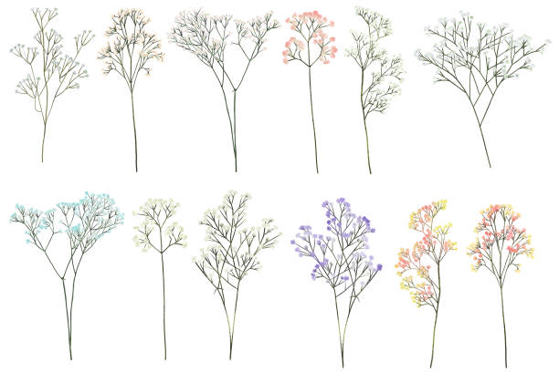 ilustrações de stock, clip art, desenhos animados e ícones de set of hand drawn gypsophila branches, isolated illustration on white background - gypsophila