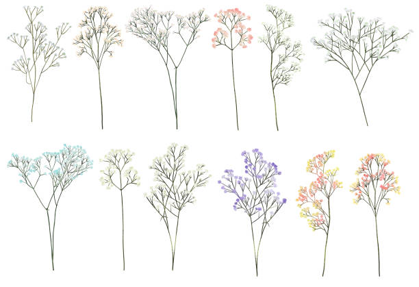 Set of hand drawn Gypsophila branches, isolated illustration on white background Set of hand drawn Gypsophila branches, isolated illustration on white background gypsophila stock illustrations
