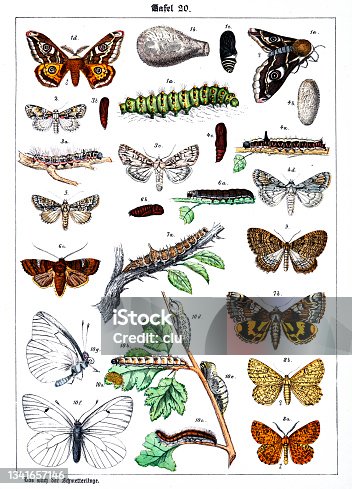 istock Butterflies on white background 20 , color illustrations 1341657146