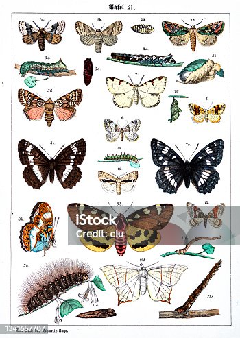 istock Butterflies on white background 21 , color illustrations 1341657707