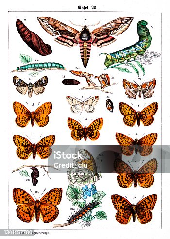 istock Butterflies on white background 22 , color illustrations 1341657780