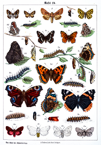 istock Butterflies on white background 24 , color illustrations 1341657991