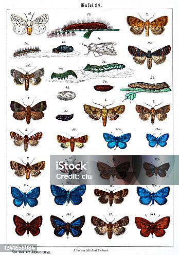 istock Butterflies on white background 25 , color illustrations 1341658084