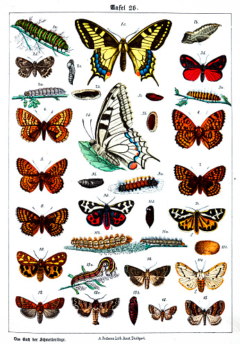 istock Butterflies on white background 26 , color illustrations 1341658121