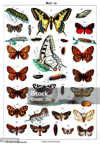 istock Butterflies on white background 26 , color illustrations 1341658121