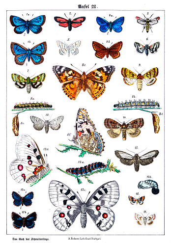 istock Butterflies on white background 27 , color illustrations 1341658223