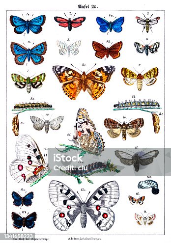 istock Butterflies on white background 27 , color illustrations 1341658223