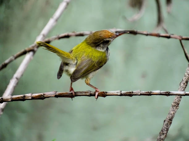 istock THE SIDE VIEW OF THE PASSERINE BIRD 1341658258