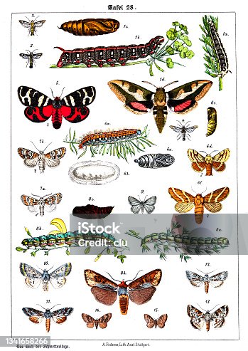 istock Butterflies on white background 28 , color illustrations 1341658266