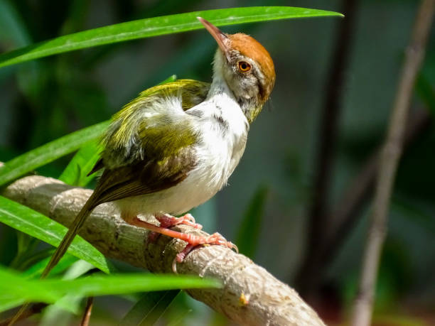 istock THE UPWARD LOOKING PASSERINE BIRD 1341658288