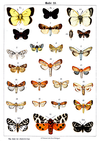 istock Butterflies on white background 29 , color illustrations 1341658337