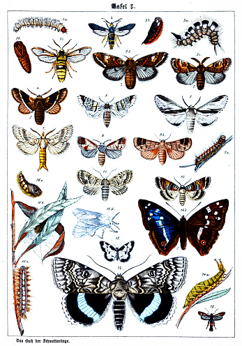 istock Butterflies on white background 7 , color illustrations 1341658548