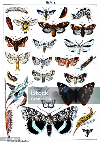 istock Butterflies on white background 7 , color illustrations 1341658548