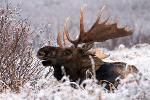 Elk bull bugling toward his cows to keep them close during rutting season. This was in northern Yellowstone near Gardiner, Montana and Mammoth Hot Springs in Yellowstone National Park USA. Closest larger cities are Bozeman and Billings, Montana in western USA.