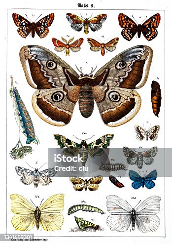 istock Butterflies on white background 9 , color illustrations 1341659301