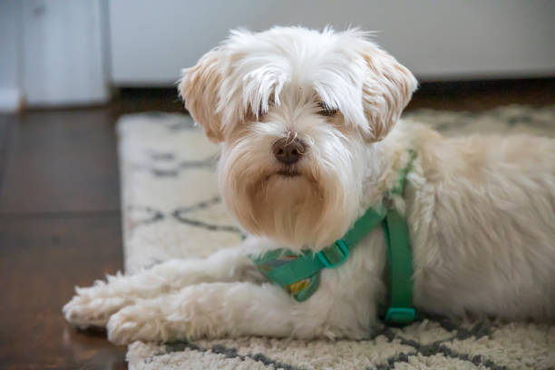 istock White fluffy dog with a green collar 1341659901