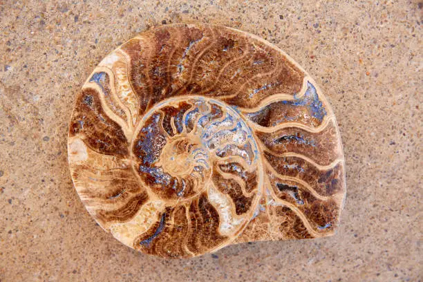 Ammonites fossil snail cut found in Teruel Sierra Albarracin of Spain