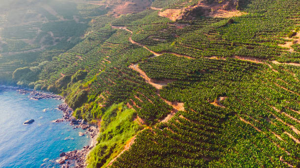 Banana plantation in Turkey, Beautiful Landscape with plant and the sea, Dron Shoot, Summer Nature Banana plantation in Turkey, Beautiful Landscape with plant and the sea, Dron Shoot türkiye country stock pictures, royalty-free photos & images