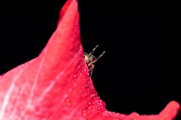 beautiful looking jumping spider hiding see through a red flower