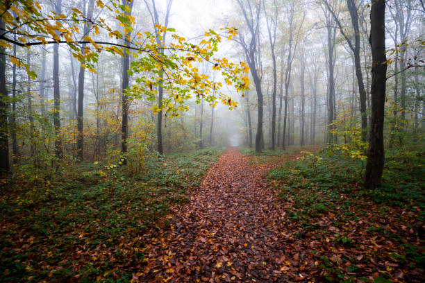 istock Path through a misty forest during a foggy autumn day 1341661065