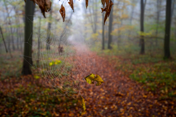 Footpath  for hiking through the woods.
