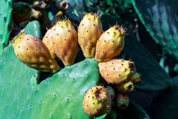 istock Rip prickly pears (Opuntia ficus-barbarica) with yellow fruits 1341661170