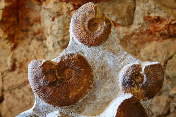 istock Ammonites fossil in Valencian Community Spain 1341662310