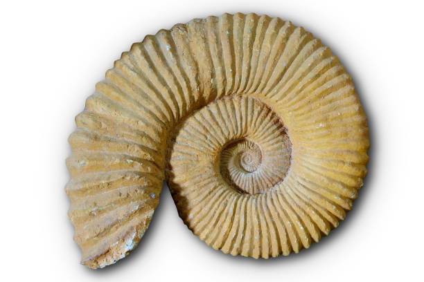 istock Ammonites fossil in Valencian Community Spain 1341662321