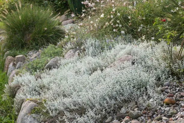 Silver gray evergreen foliage of Cerastium tomentosum also called Snow-in-summer, a carpet forming groundcover for rock gardens, in summer the perennial plant gets white flowers, copy space, selected focus, narrow depth of field