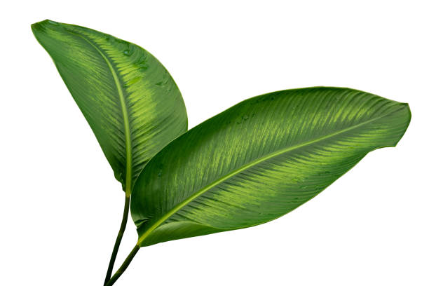 istock Calathea foliage, Exotic tropical leaf, isolated on white background with clipping path 1341664458