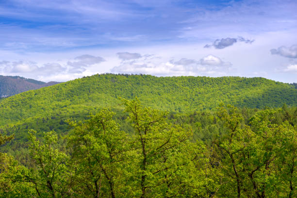 istock Beautiful green beech forest in spring, on hills and mountains. Green tree forest background bird eye view. Beech forest panorama. Nature green forest background with clouds over blue sky 1341665028