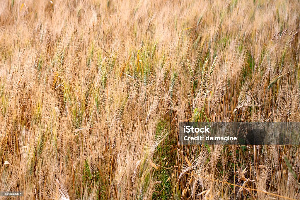 Campo di grano maturo - Foto stock royalty-free di Agricoltura