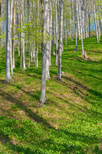 istock Beech forest in spring, many beech trees with wild garlic (Allium ursinum) on the forest floor. Scenic forest of fresh green deciduous beech trees 1341665086